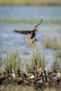 Bird flying over lake