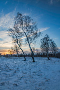 Bare trees on snow covered landscape at sunset