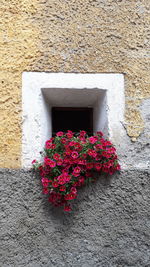 Close-up of pink flowering plants against wall