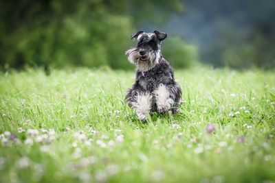 Close-up of dog running on grassy field