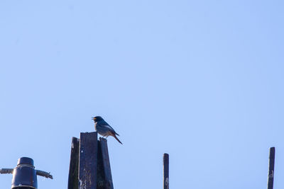 Low angle view of bird perching on wooden post against sky