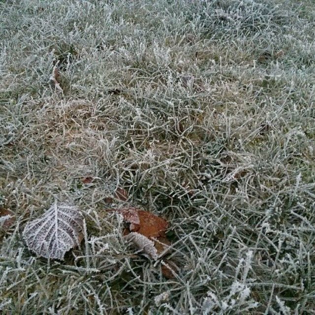 grass, field, high angle view, dry, nature, plant, growth, grassy, day, outdoors, no people, tranquility, close-up, beauty in nature, leaf, animal themes, ground, growing, sunlight, mushroom