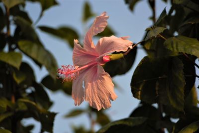 Close-up of hibiscus on plant
