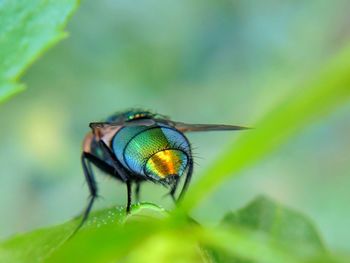 Close-up of fly on leaf