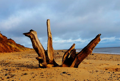 Driftwood on beach against sky