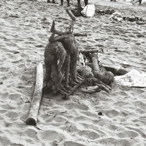 High angle view of crab on sandy beach