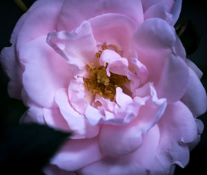 Close-up of pink flower