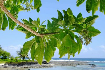 Close-up of tree by sea against sky