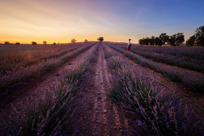 Lavender field sunset. spain