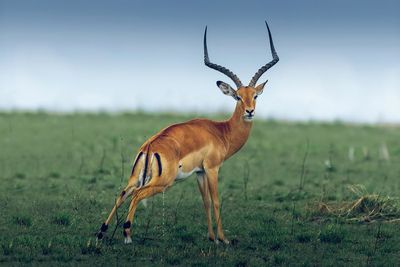 Impala at masai mara national park