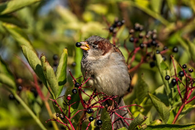 House sparrow eating aronia berries