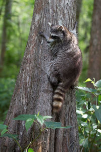 Squirrel on tree trunk