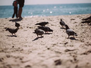 Low section of birds on beach