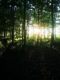 Sunlight streaming through trees in forest