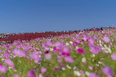 Pink flowering plants on field against sky