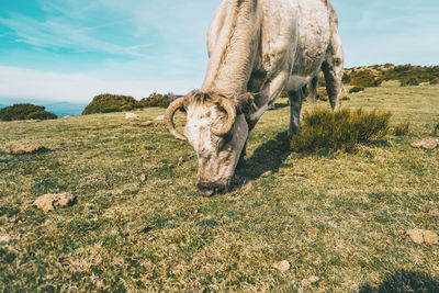 View of horse on land