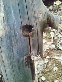 Close-up of wooden plank