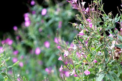 Pink flowers blooming outdoors