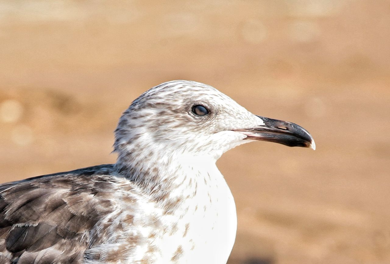 animal themes, animal, bird, animal wildlife, one animal, wildlife, beak, close-up, focus on foreground, nature, side view, animal body part, no people, portrait, gull, sunlight, sunbeam, day, sunny, outdoors, animal head, bird of prey, copy space, seabird, pattern, beauty in nature, looking, selective focus, brown, european herring gull