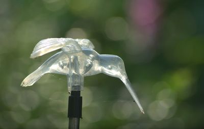 Close-up of water drop on leaf