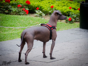 Dog with dogs in background