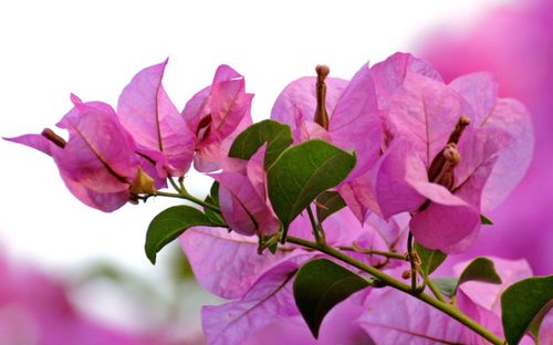 Close-up of pink bougainvillea flowers blooming outdoors