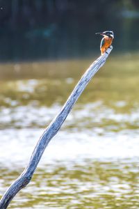 Close-up of bird perching on a lake