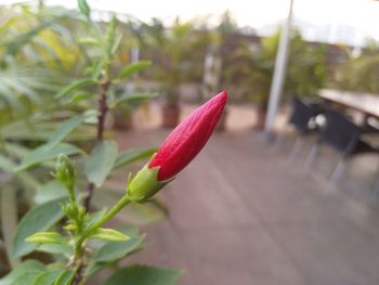 Close-up of red flower bud
