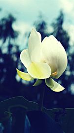 Close-up of white flowers blooming outdoors