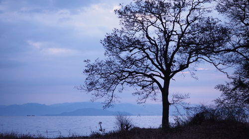 Bare tree by lake against sky