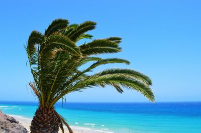 Palm tree on beach against clear blue sky
