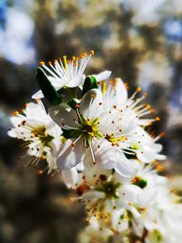Close-up of white cherry blossom