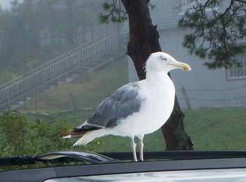 Close-up of birds