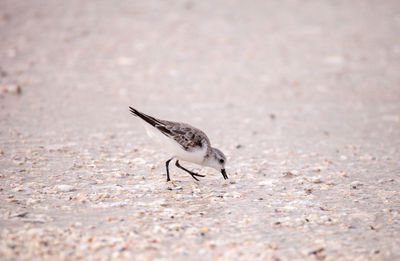 Western sandpiper shorebirds calidris mauri forage along the ocean shore for food at barefoot beach