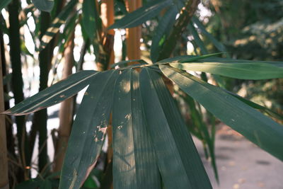 Close-up of raindrops on leaf