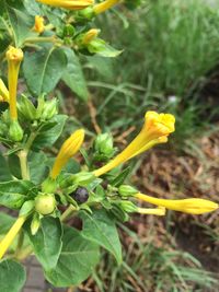 Close-up of yellow flower