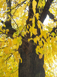 Low angle view of yellow flowering plant during autumn