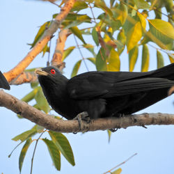 Low angle view of bird perching on branch