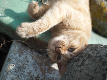 Close-up of cat relaxing outdoors