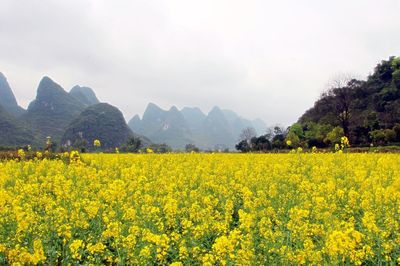 Yellow flowers growing in field