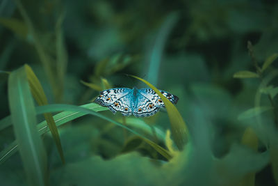 Close-up of butterfly on leaf