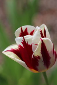 Close-up of white rose flower