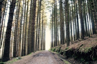 Road passing through forest