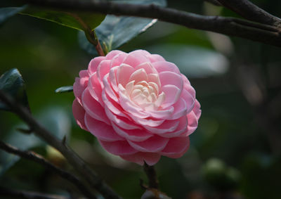 Close-up of pink rose