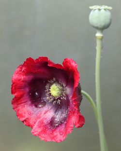 Close-up of red poppy flower