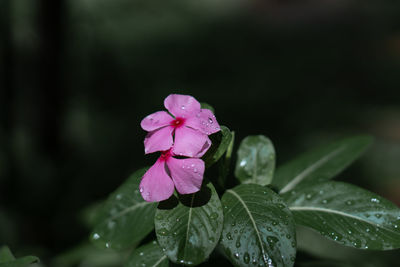 Close-up of raindrops on pink flower