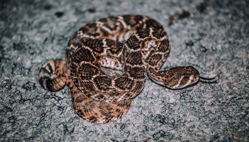 Close-up of snake