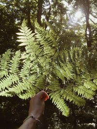 Cropped image of hand holding leaves on tree