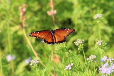 Close-up of butterfly pollinating on flower