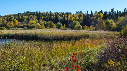 Scenic view of field against clear sky